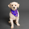 Dim Gray Buffalo football Pet's Scarf – Red Blue White Zebra Game Day Style