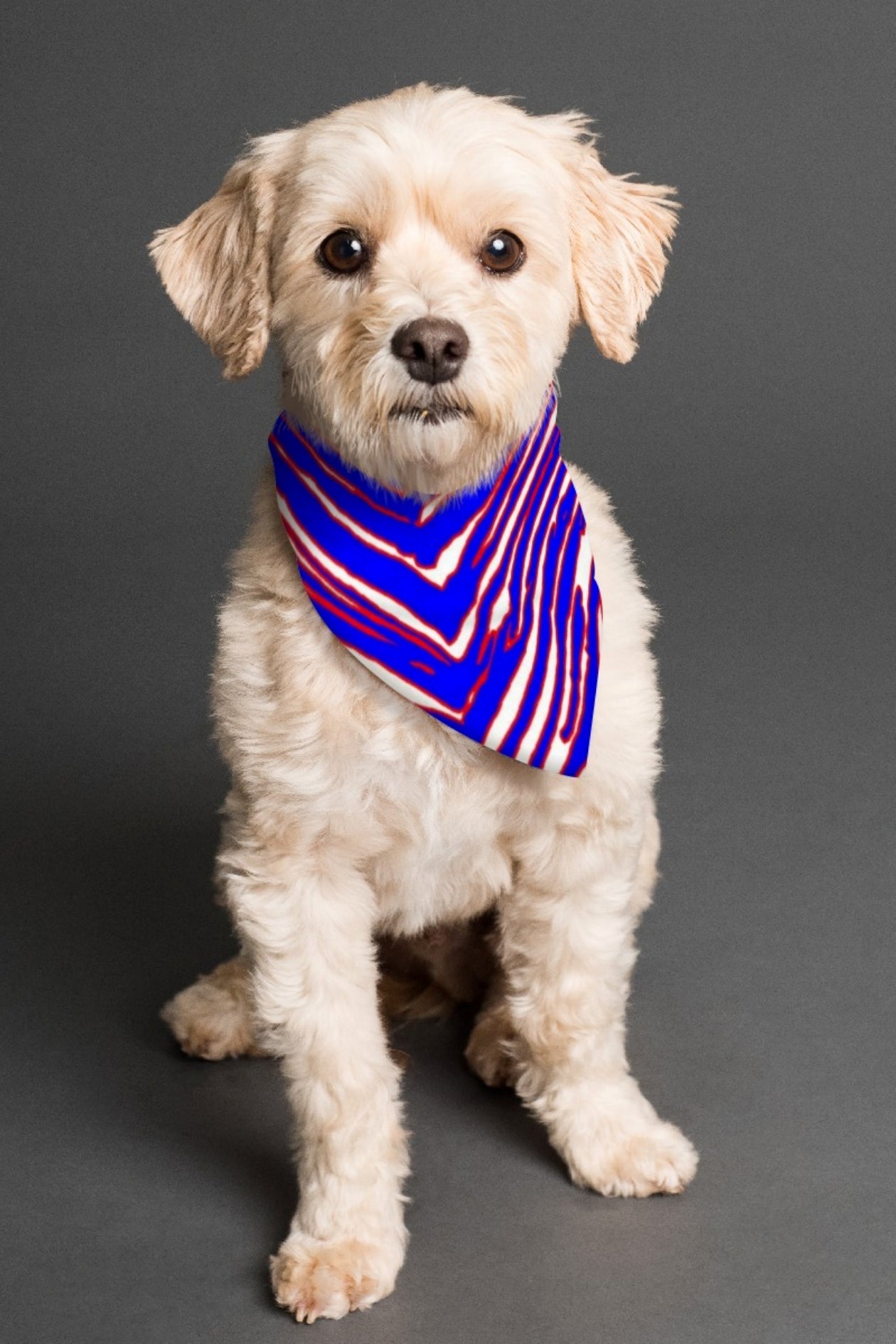 Buffalo football Pet's Scarf – Red Blue White Zebra Game Day Style – fan gear, sportswear style, image 1.0
